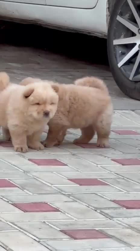 Chow Chow Puppy | Cream Color, farm video