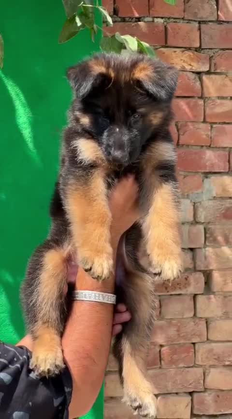 German Shepherd Puppy, farm video