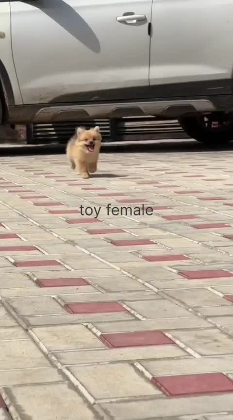 Culture Pom Puppy | White Color, farm video