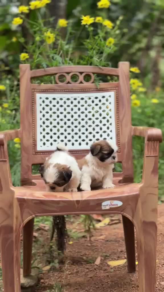 Shih Tzu | Tri Color Puppy, farm video