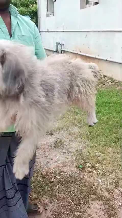 Shih Tzu | Black Color, farm video