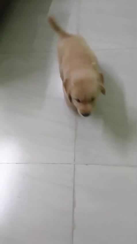 Beagle Black & Tan Puppy, farm video