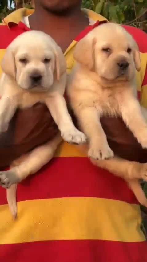 Dachshund Puppy, farm video