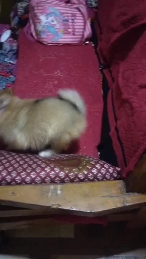 Pomeranian Puppy | Black Color, farm video