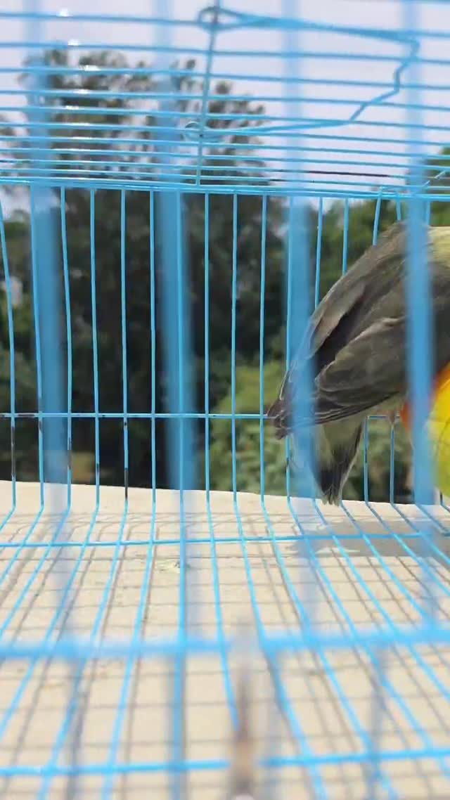 African Love Birds | Cobalt Blue, farm video