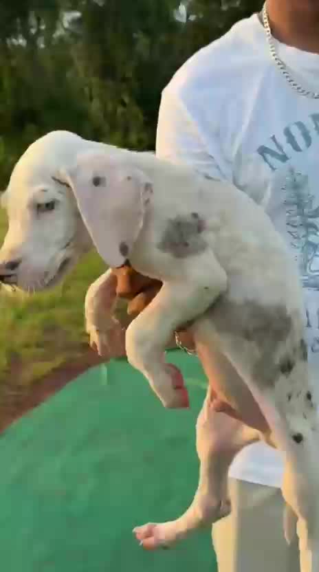 Great Dane Puppy, farm video
