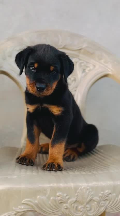 Rottweiler Puppy, farm video
