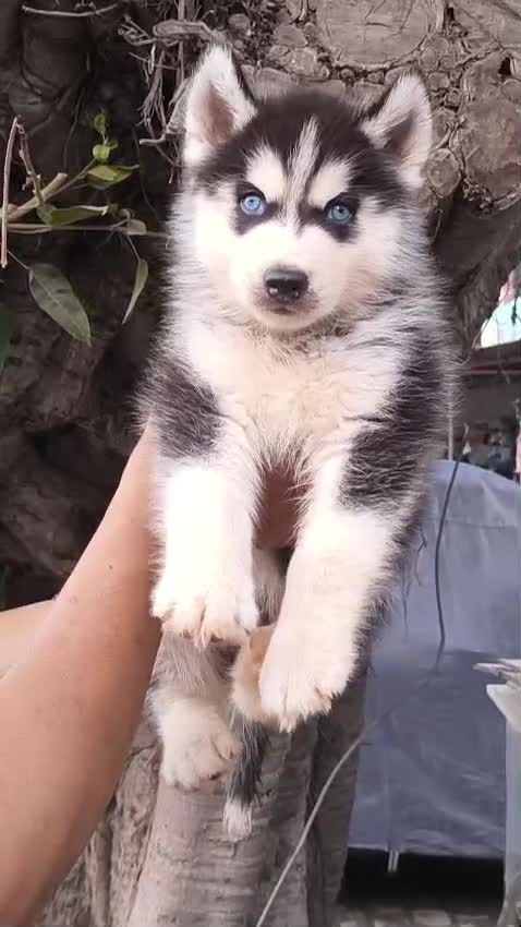 Siberian Husky Puppy | Copper & White Color, farm video