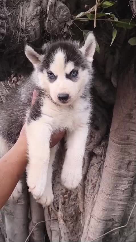 Siberian Husky Puppy | Copper & White Color, farm video