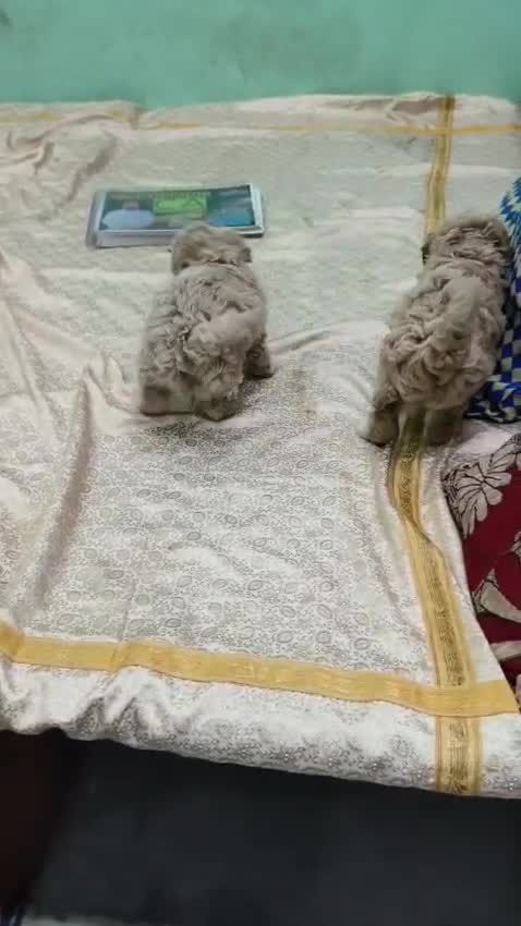 Maltipoo Puppy, farm video