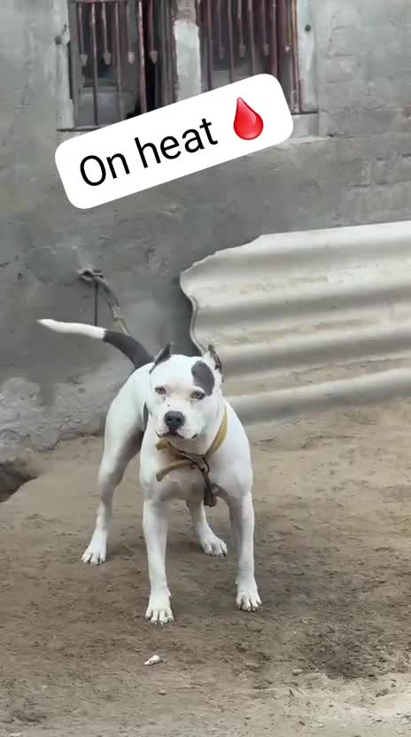 Pitbull Terrier Puppy, farm video