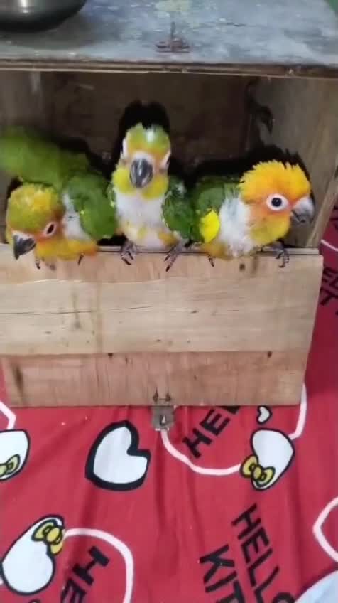 Sun Conure, farm video