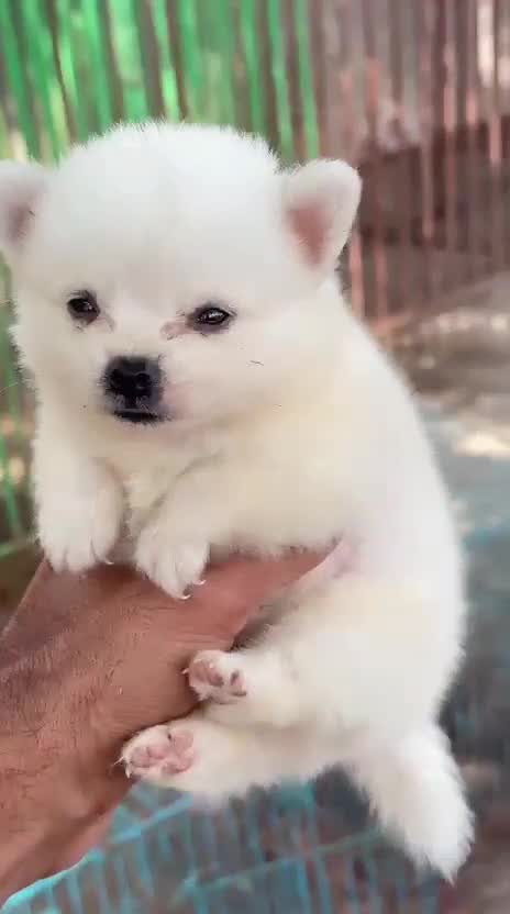Culture Toy Pom Puppy, farm video