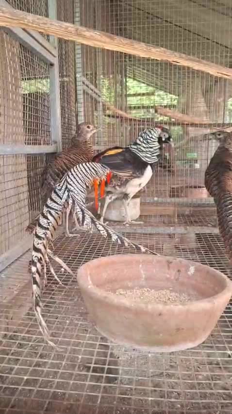 Golden Pheasant, farm video