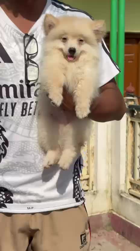 Orignal Toy Pom Puppy | Teacup Pom, farm video