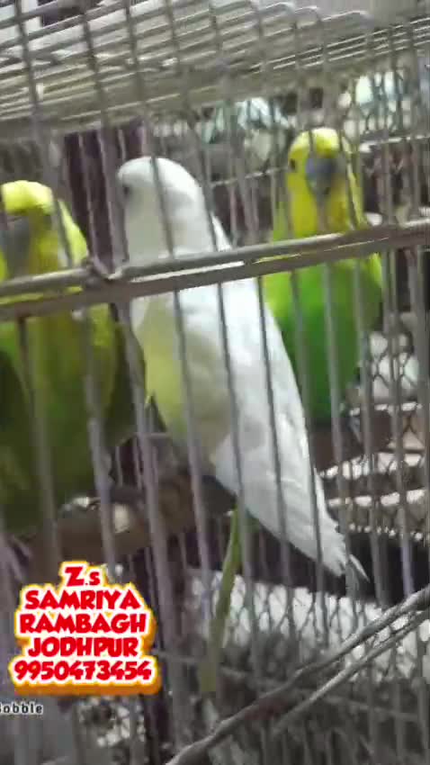 Budgies, farm video