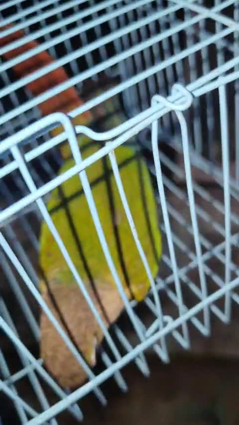 Green Cheek Conure, farm video