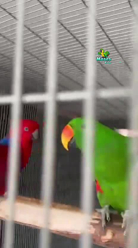Eclectus Parrot, farm video
