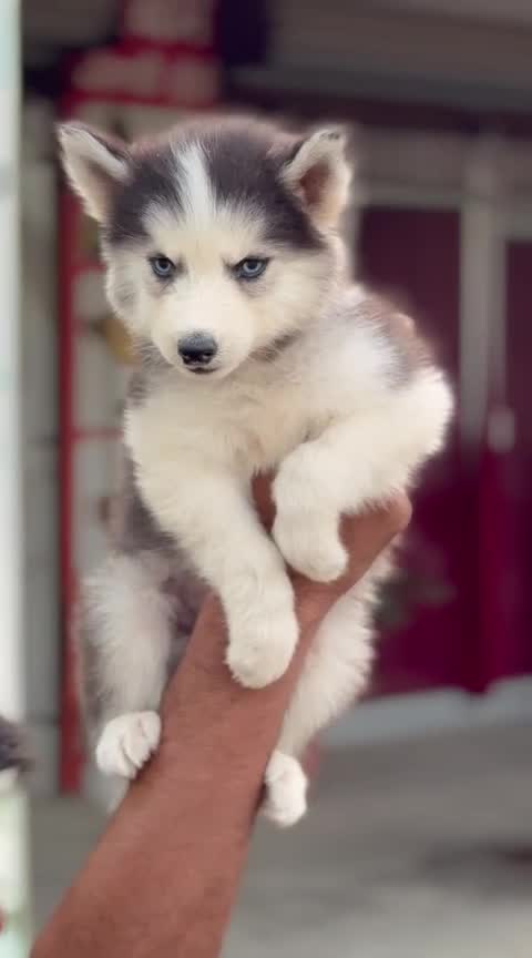Siberian Husky Puppy | Black & White Color, farm video