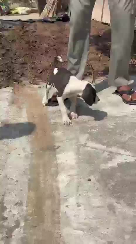 American Bully Pocket Size Puppy, farm video