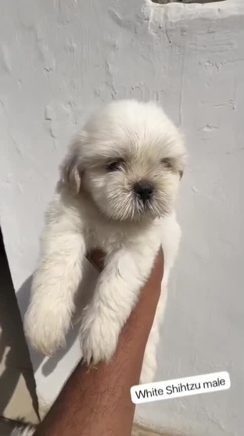 Shih Tzu Puppy Brown & White, farm video