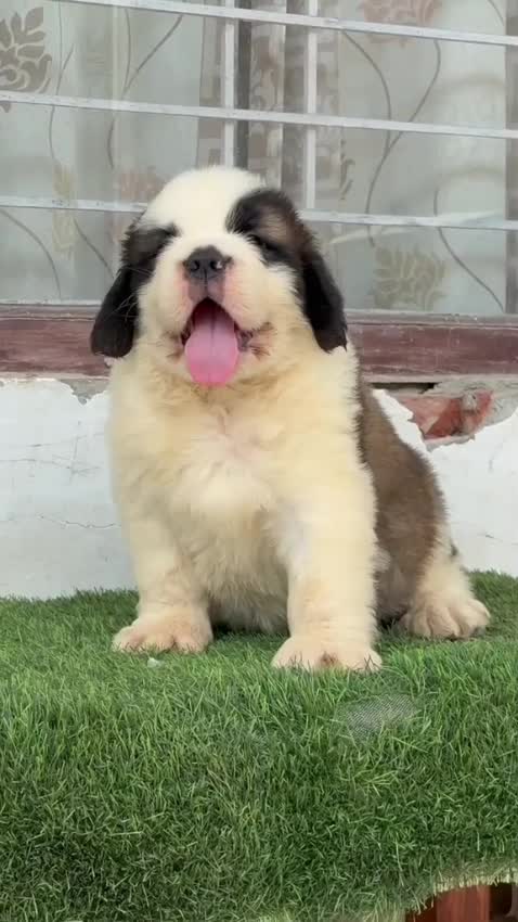 Saint Bernard Puppy, farm video