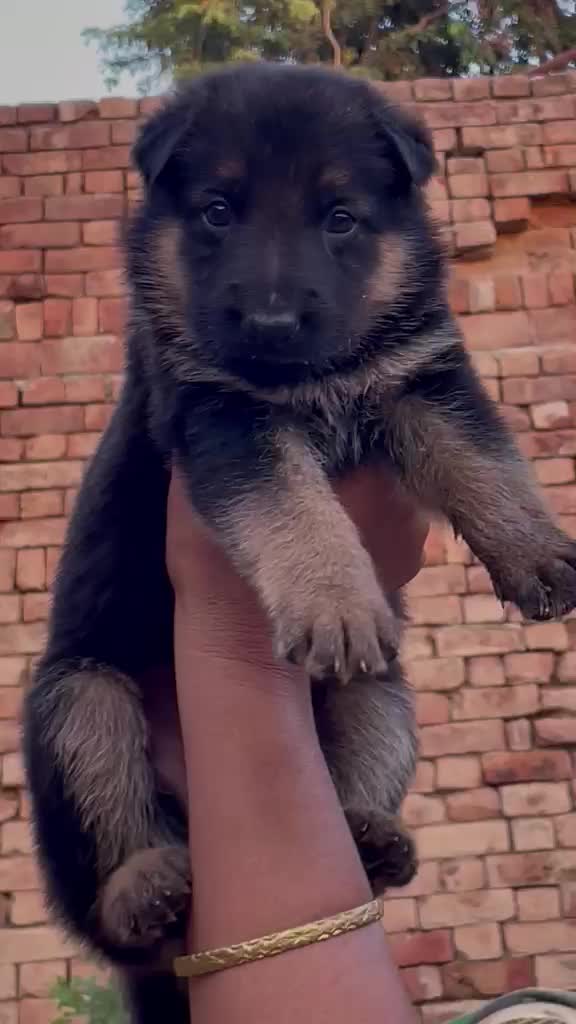 Dachshund Puppy, farm video