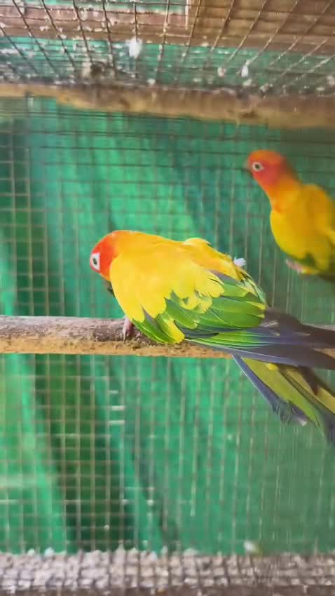 Sun Conure, farm video