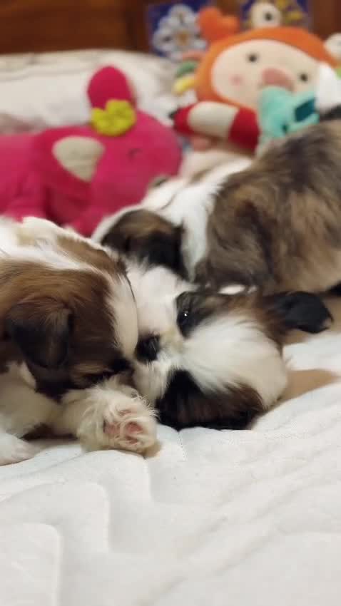 Shih Tzu Puppy Brown & White, farm video