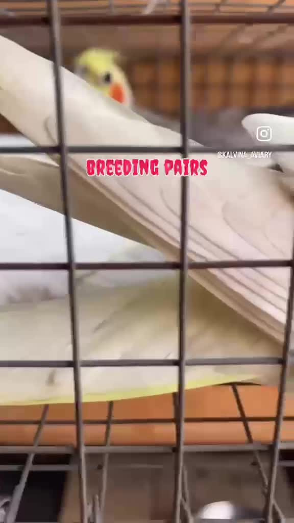 Cockatiel, farm video