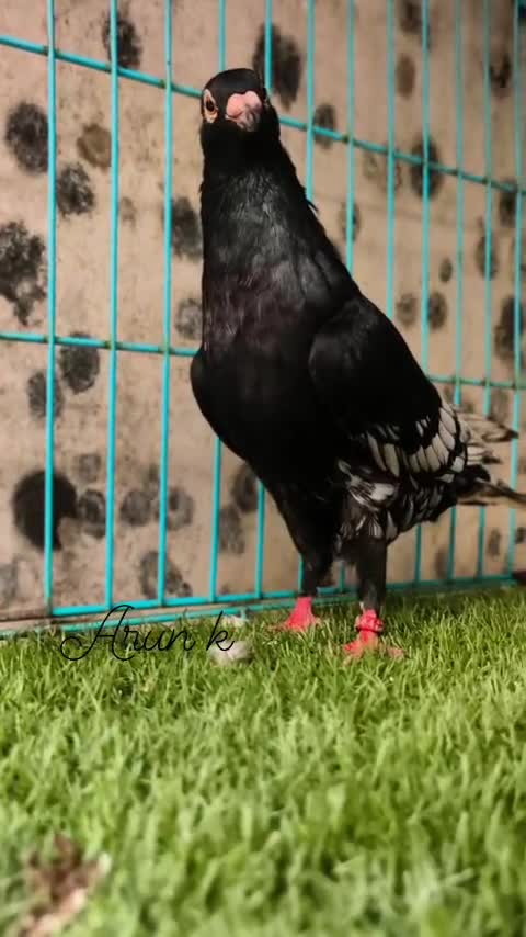 Homer Pigeon, farm video