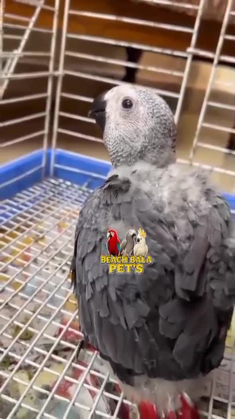 Scarlet Macaw, farm video