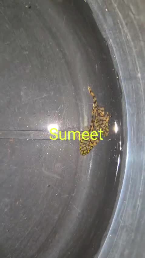 Pleco, farm video