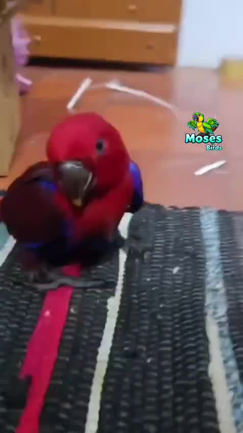 Eclectus Parrot, farm video