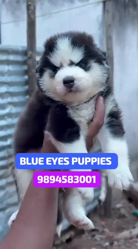 Siberian Husky Puppy | White Color, farm video