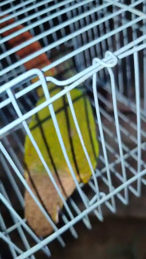 Green Cheek Conure, farm video