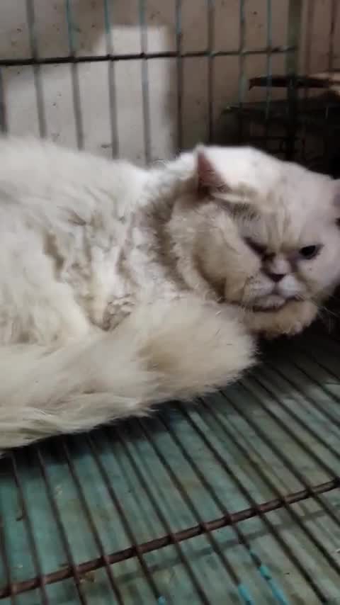 Persian, farm video