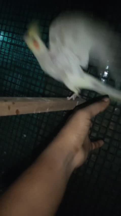 Cockatiel, farm video