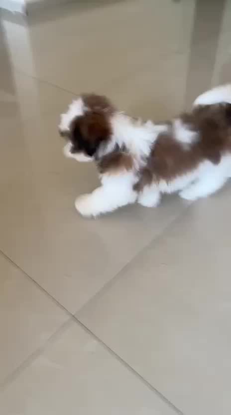 Shih Tzu Puppy Brown & White, farm video