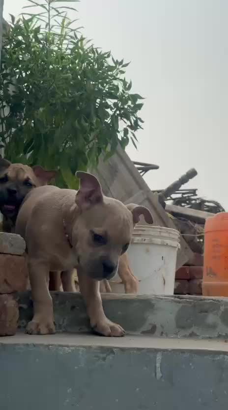 American Bull Dog | Pocket Size, farm video