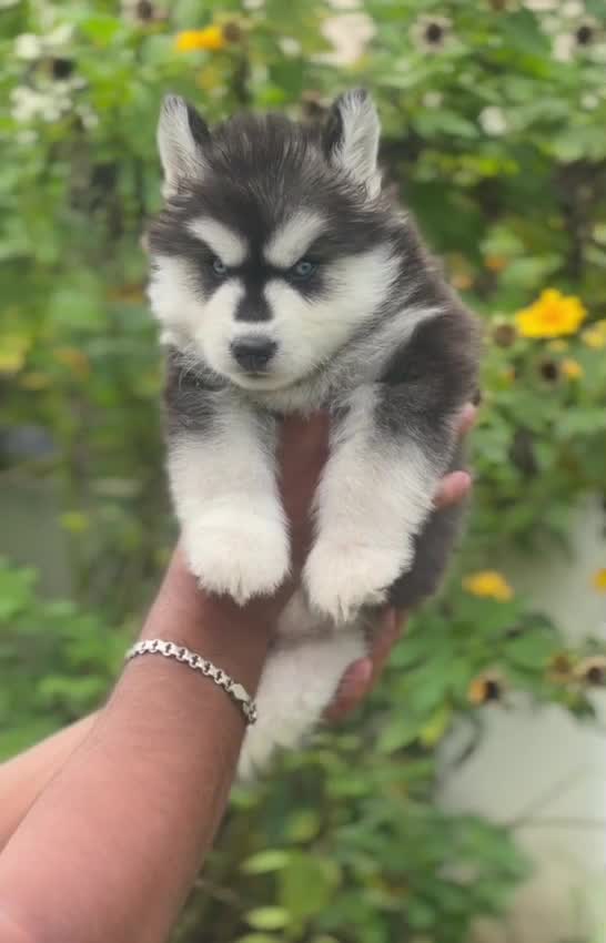 Siberian Husky Puppy | White Color, farm video
