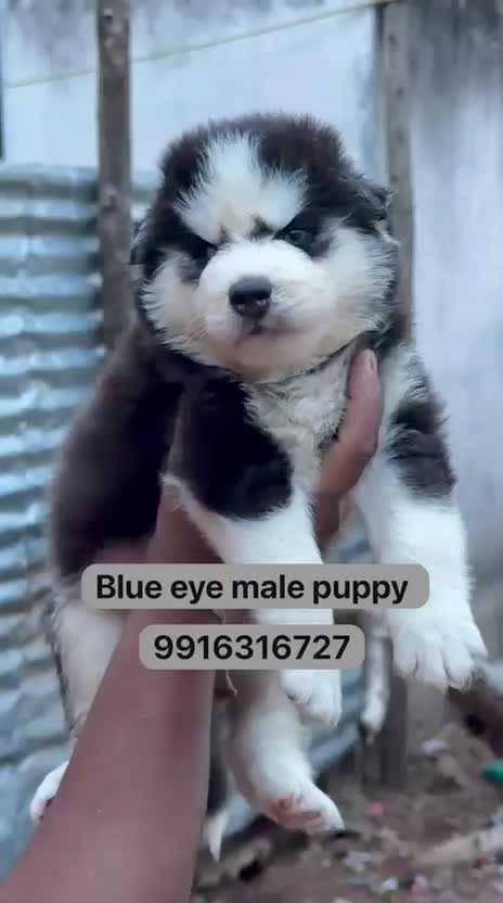 Siberian Husky Puppy | White Color, farm video