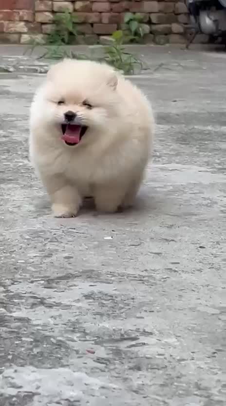 Pomeranian Puppy, farm video