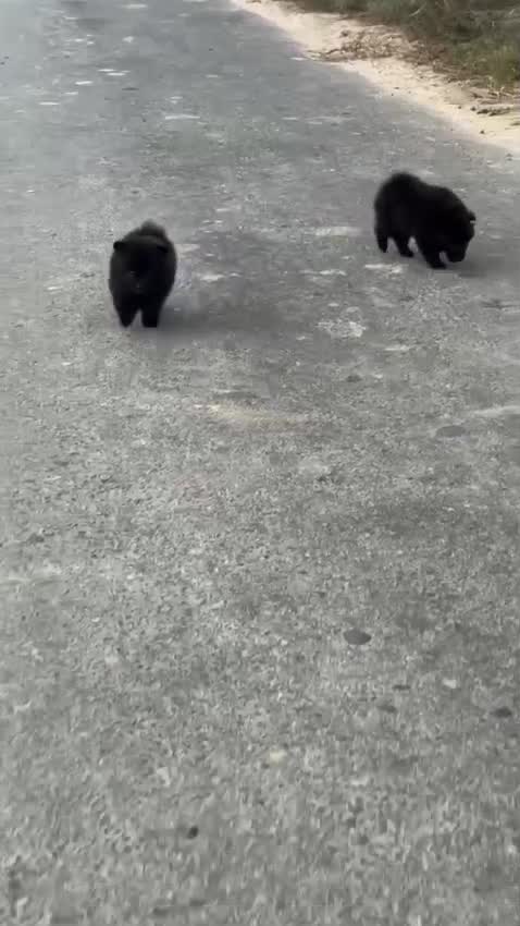 Pomeranian Puppy, farm video
