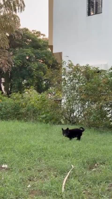German Shepherd Puppy, farm video