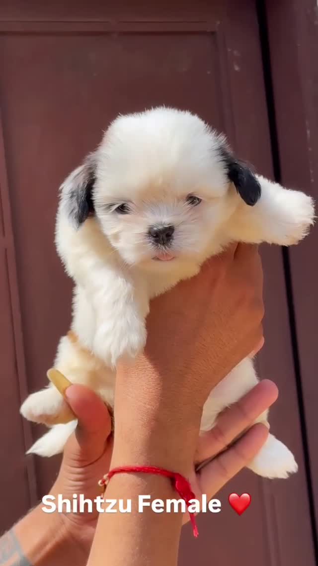 Shih Tzu | Tri Color Puppy, farm video