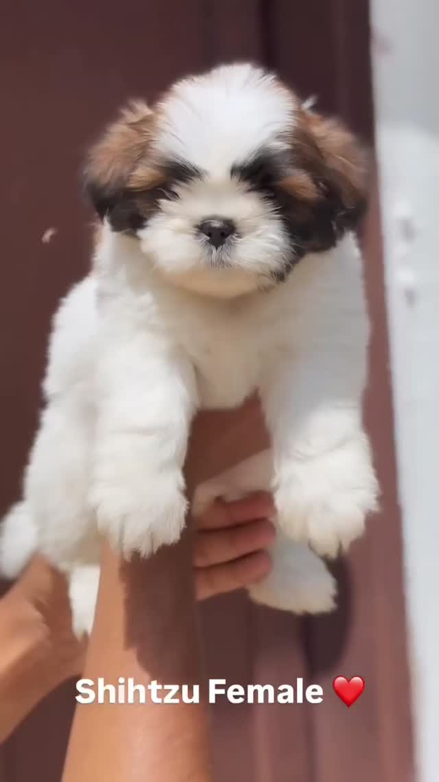 Shih Tzu | Tri Color Puppy, farm video