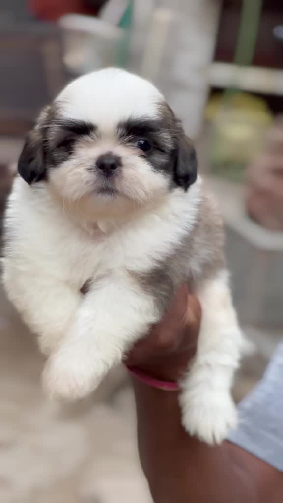 Shih Tzu | Black Color, farm video