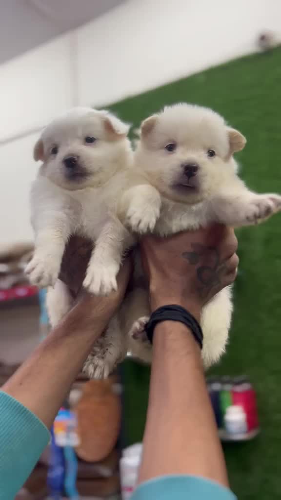 Culture Pom Puppy | White Color, farm video
