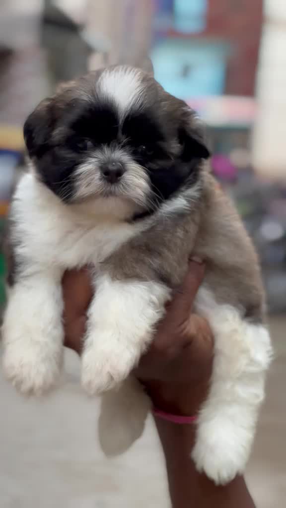 Shih Tzu | Black Color, farm video